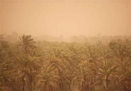 بالدی : بیمه حاضر به پوشش دادن خسارت ریزگردها به کشاورزان خوزستانی نیست