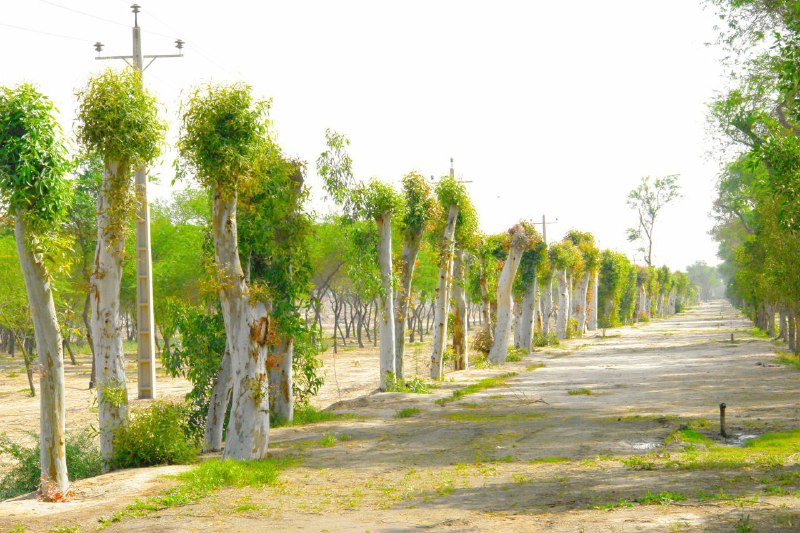 جوانه سازی دوباره ی درختان اُکالیپتوس در مسیر شرکت فولاد خوزستان