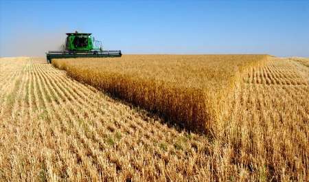 برداشت گندم در خوزستان آغاز شد؛ پیش بینی برداشت ۱،۷میلیون تن گندم!