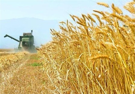 خرید ۱۳۰ هزار تن گندم در فصل زراعی جاری در اهواز پیش بینی شده است
