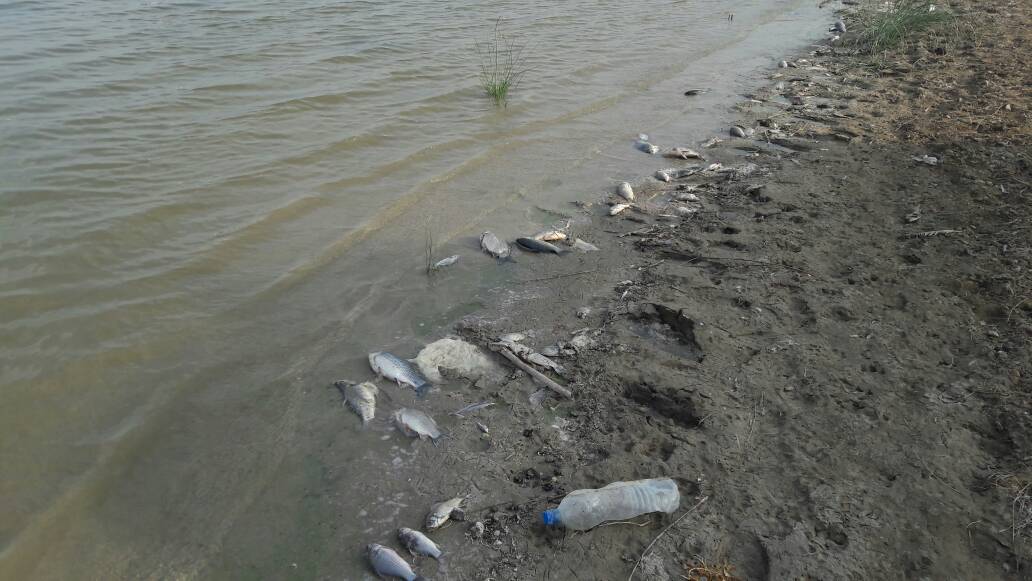 مرگ دسته جمعی ده ها هزار قطعه ماهی در تالاب “هورالعظیم”