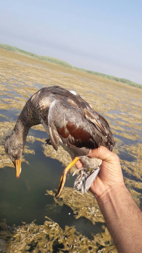 مرگ دهها قطعه از پرندگان نادر در تالاب هور العظیم