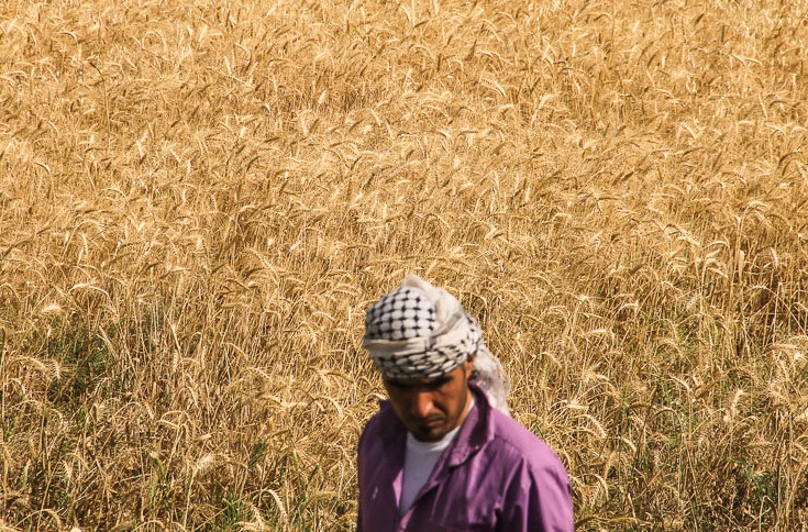 خوزستان در مقام نخست خرید گندم کشور قرار گرفت
