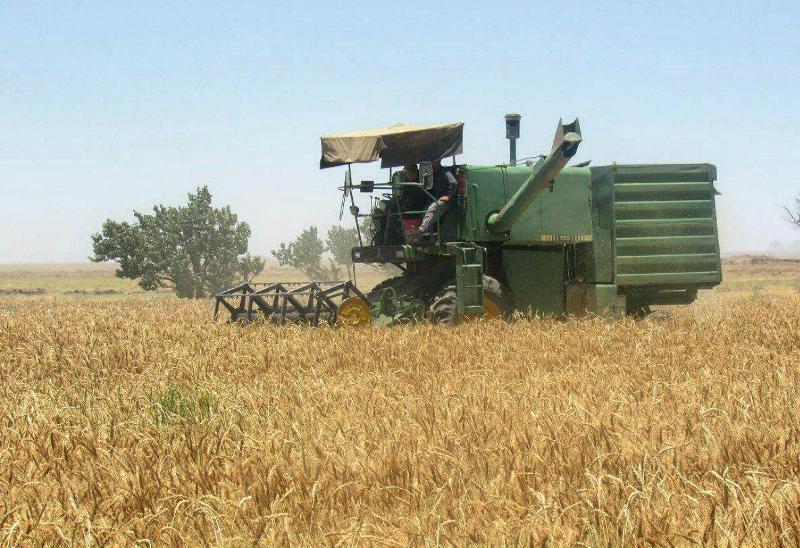 بیش از یک میلیون و ۱۳۲هزار تن گندم در خوزستان خریداری شد