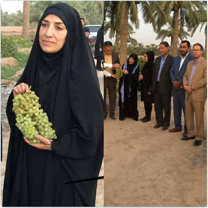 فرماندار کارون از برگزاری اولین جشنواره ی برداشت انگور در روستای غزاویه بزرگ خبر داد