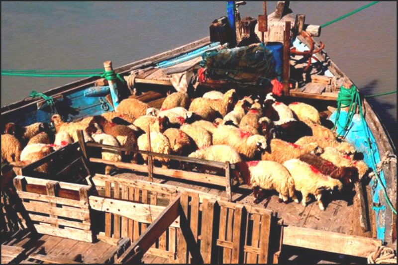 یک هزار و ۱۸۰راس گوسفند درصادرات به قطر تلف شدند