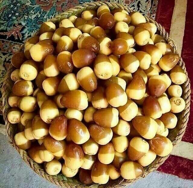 آغاز فصل خرما پزان در خوزستان