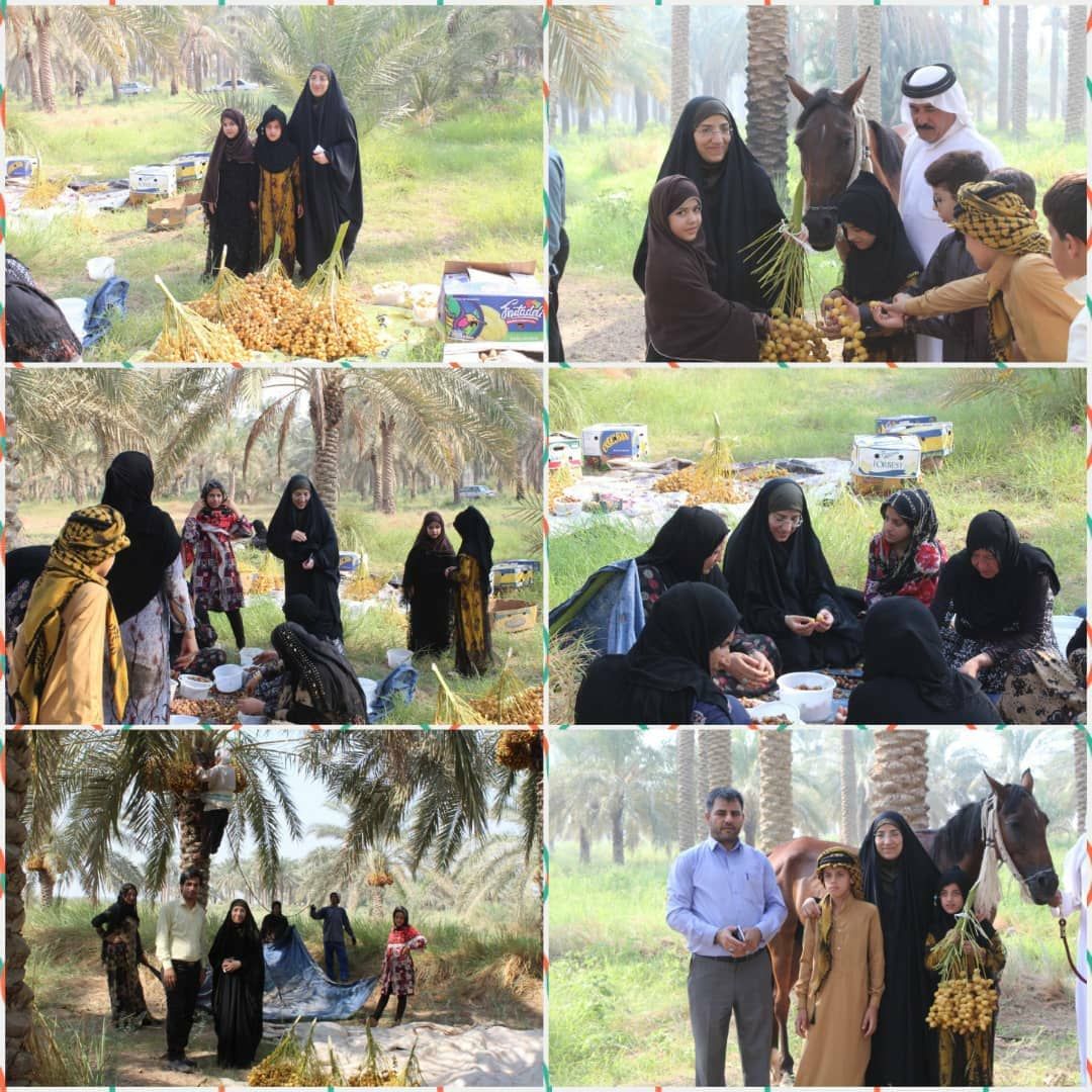 ابودبس آماده برگزاری نخستین جشنواره برداشت خرما در استان خوزستان می شود