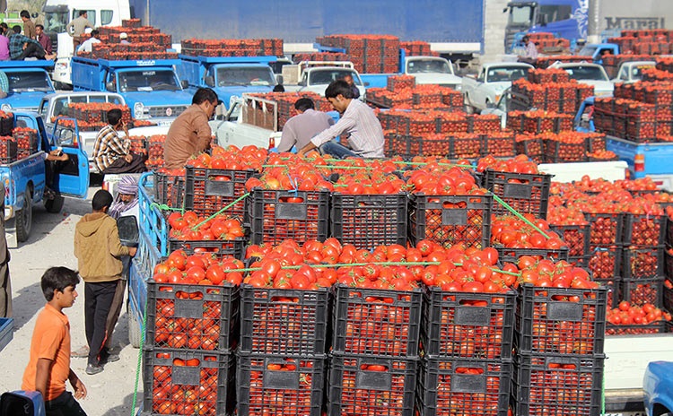 قیمت هر کیلو گوجه در اهواز به ۶ هزار تومان رسید!!