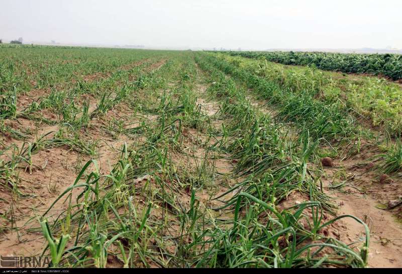بارندگی و تگرگ ۱۸۰ میلیارد ریال به بخش کشاورزی شوش خسارت زد