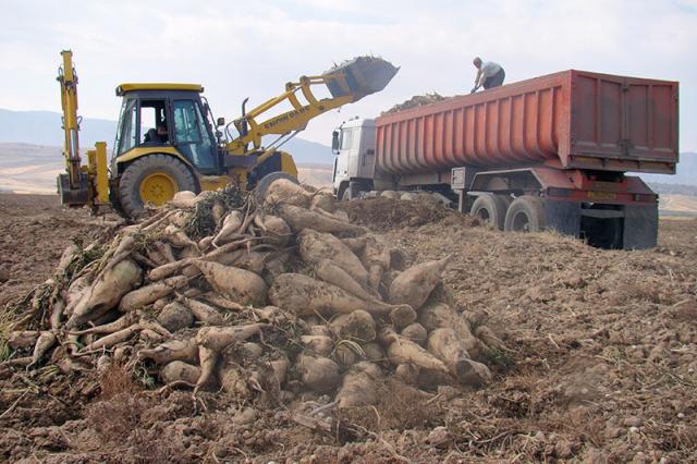 ۷۵۰ هزار تن چغندر قند در خوزستان برداشت شد