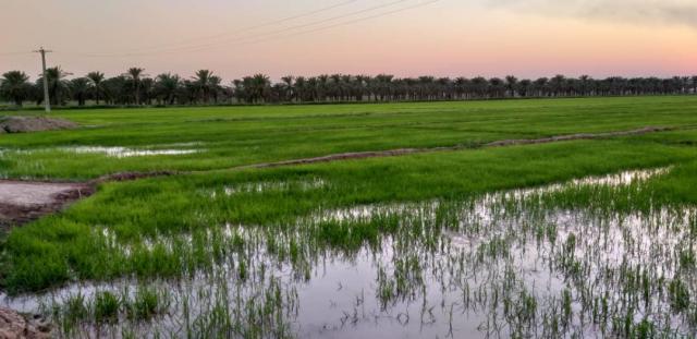 کشت برنج در سطح حدود ۱۹۰ هزار هکتار در خوزستان/ مشکلی در تامین آب نداریم