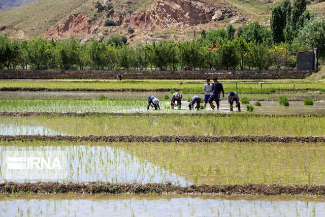 ارایه پیشنهاد اولیه کشت برنج در۲۰۰هزار هکتار از اراضی کشاورزی خوزستان