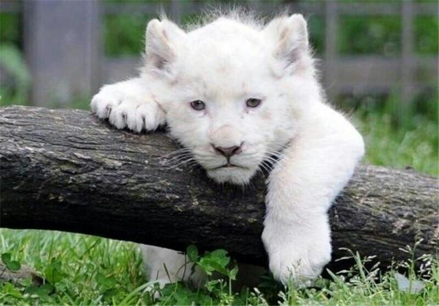 تولد بچه شیر سفید در باغ وحش حویزه