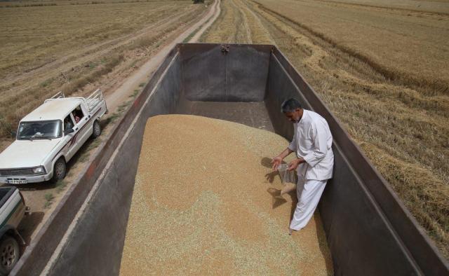 شوش رتبه نخست تولید گندم کشور را کسب کرد