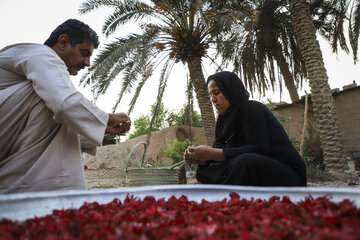 برداشت چای قرمز در روستای علوه کوت عبدالله + تصاویر