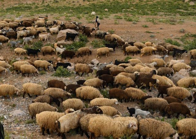 ۷۲ راس گوسفند در ایذه بر اثر مسمومیت تلف شدند