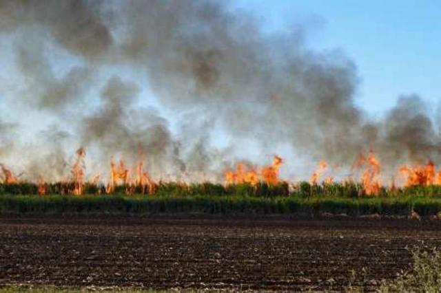 دادستان باوی دستور توقف سوزاندن مزارع را صادر کرد