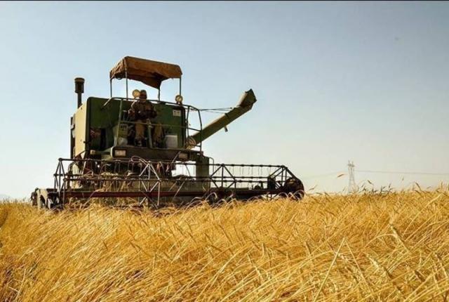پیش بینی برداشت ۱۸۰ هزار تن گندم از مزارع شوش