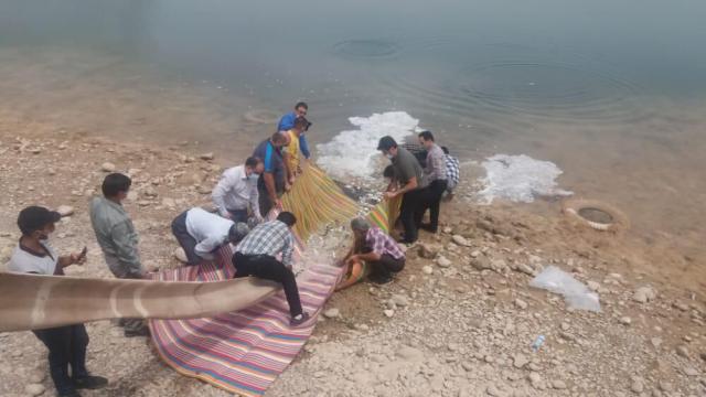 ۱۰ هزار قطعه ماهی در رودخانه دز رهاسازی شد