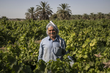 برداشت غوره انگور در روستای غزاویه بزرگ کارون