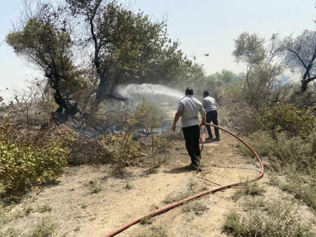 آتش به جان ۵۰۰ اصله درخت جنگل جلیزی دشت آزادگان افتاد