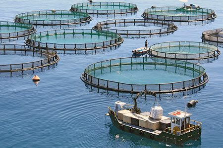 مدیرکل شیلات خوزستان خبر داد ؛ جذب سرمایه‌گذار برای پرورش ماهی در قفس در دریاچه سد مارون