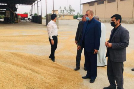 فرماندار اهواز خبر داد : بیش از ۱۱۰ هزارتن گندم از مزارع اهواز برداشت خواهد شد