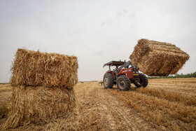خرید بیش از یک میلیون تن گندم در خوزستان/ پرداخت ۵۰ درصد مطالبات کشاورزان