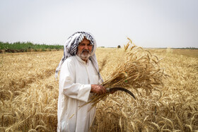 خریداری حدود ۳۹ هزار تن گندم از کشاورزان شادگان