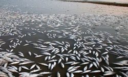 تلف شدن حدود ۲۰۰ هزار قطعه ماهی در  خوریات بندر ماهشهر