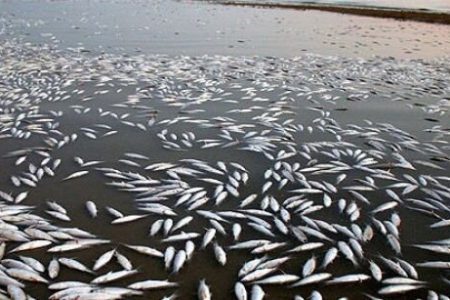 تلف شدن حدود ۲۰۰ هزار قطعه ماهی در  خوریات بندر ماهشهر