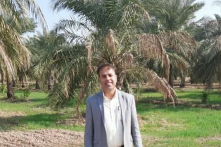 کشت شلتوک حق مسلم کشاورزان شادگانی است