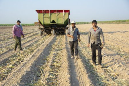ناصری : راهبرد نیشکر بر توسعه کشاورزی دانش‌بنیان است