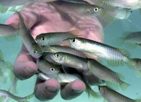 رهاسازی ۴۶۰ هزار قطعه بچه ماهی بومی در تالاب شادگان