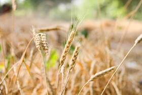 خوزستان تامین‌کننده ۲۰ درصد گندم مورد نیاز کشور