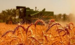 خرید بیش از ۲۴ ‌هزار تن گندم در خوزستان