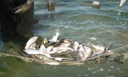 محموله غیر مجاز ماهی‌ های تالابی در یک انبار غیر مجاز کشف شد
