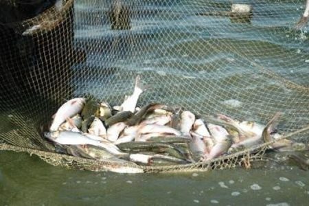 محموله غیر مجاز ماهی‌ های تالابی در یک انبار غیر مجاز کشف شد