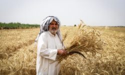 عدم پرداخت پول گندم و اجحاف مضاعف در حق کشاورزان خوزستانی