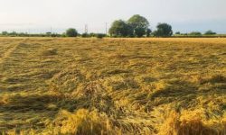 چه کسی پاسخگوی ۲۰۰ هزار تن گندم نابود شده کشاورزان خوزستانی است؟